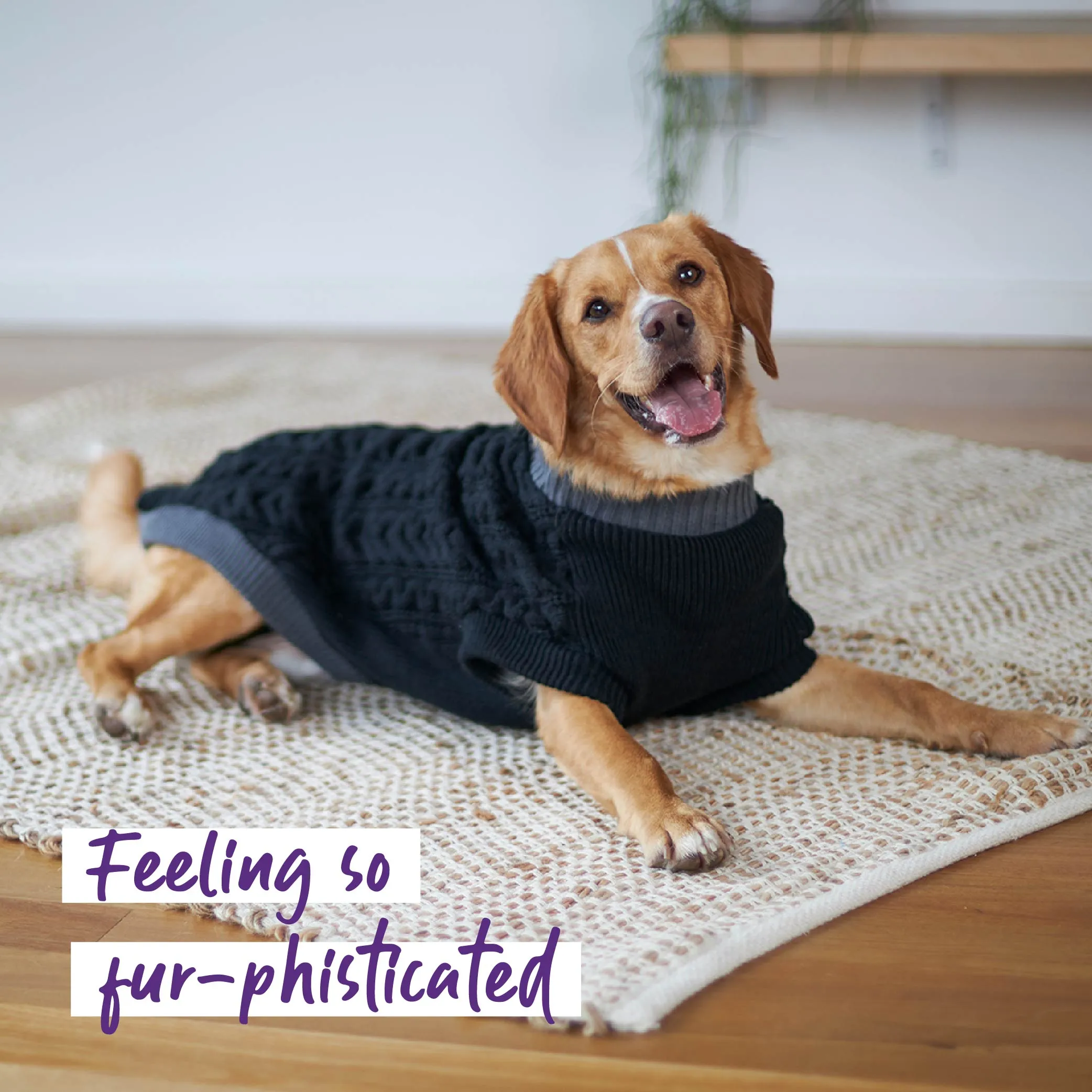 Black Cable Knit Dog Jumper