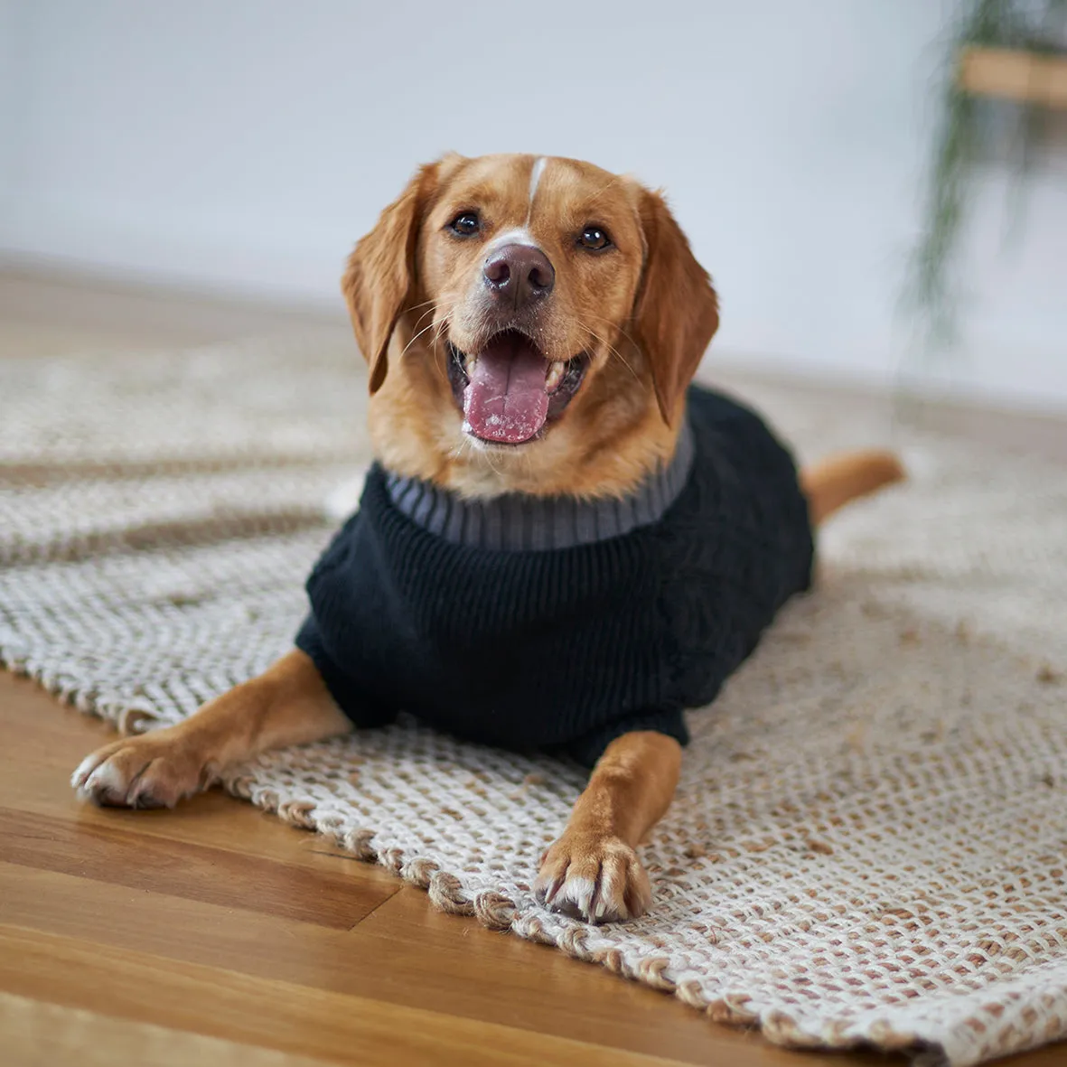 Black Cable Knit Dog Jumper