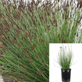 Chondropetalum Tectorum 5Gallon Cape Blue Grass Purple Tips Thatching Reed Dwarf Rush Plant