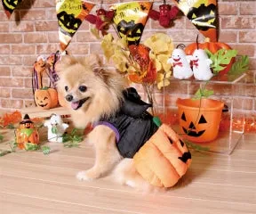 Jack O'lantern Devil Pumpkin Dog Costume